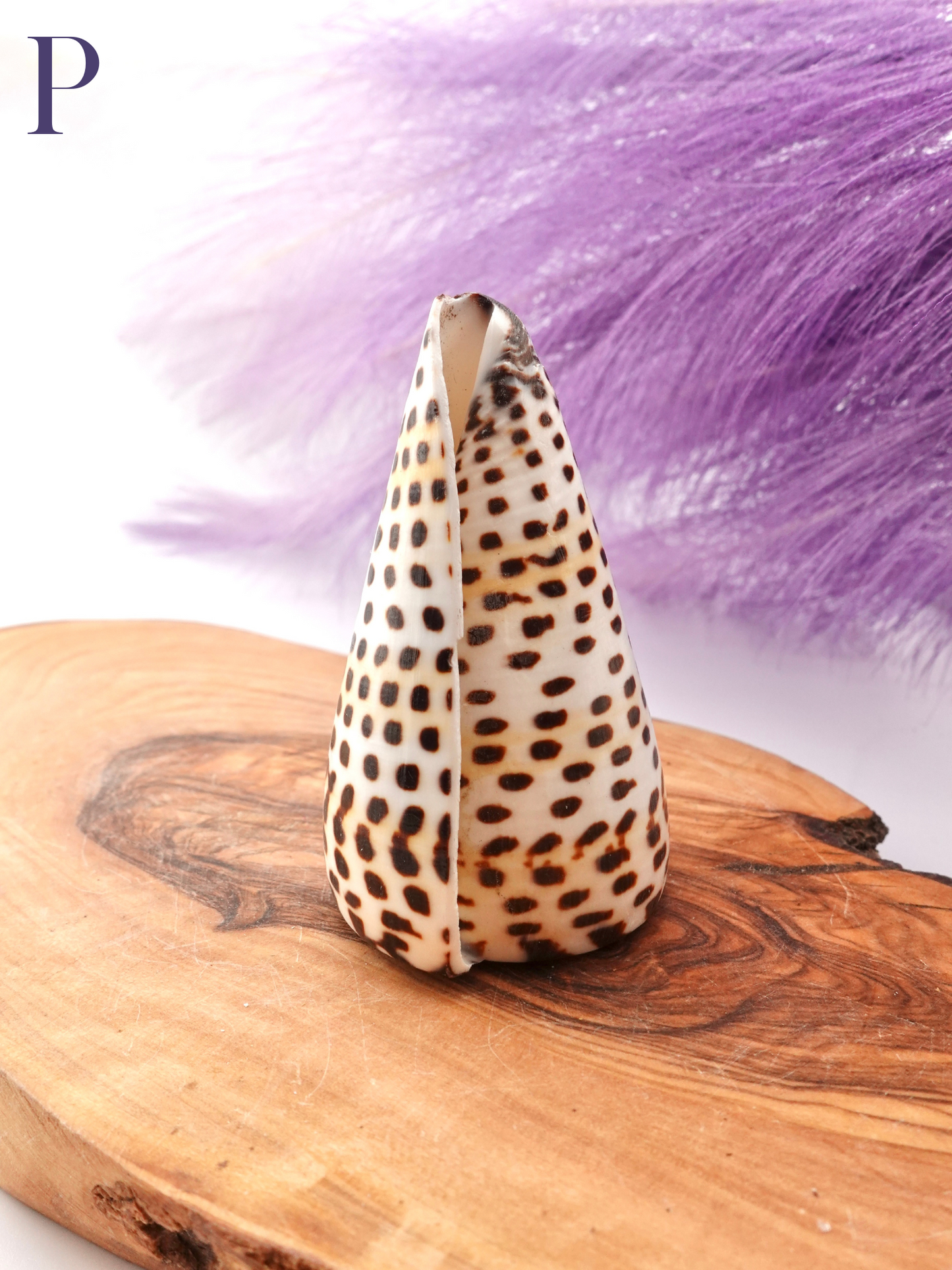 Lettered Snail Shell Option P on wooden display stand