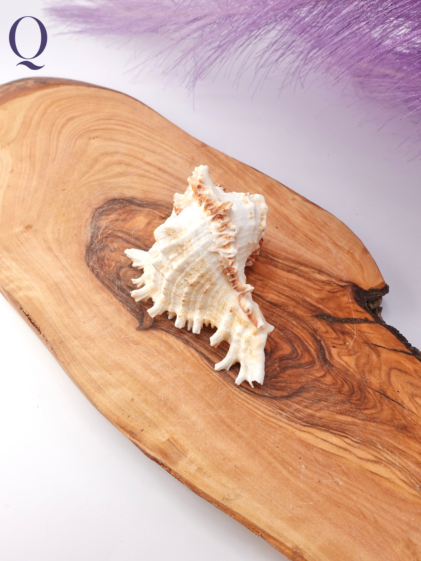Murex Shell