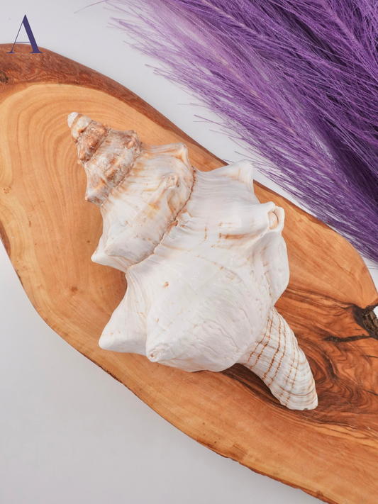 Conch shell Option A on wooden display stand