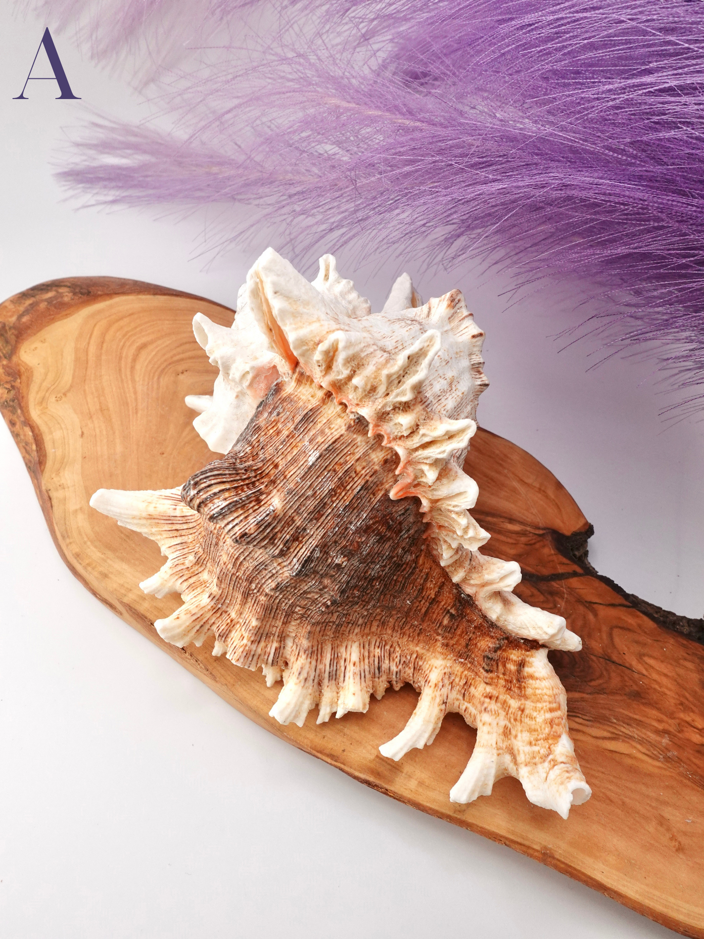 Murex Shell
