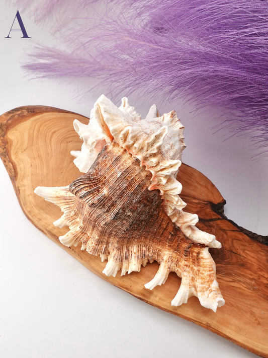 Murex Shell