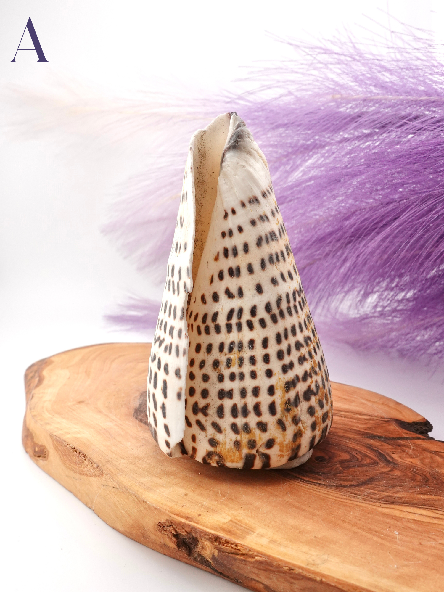 Lettered Snail Shell Option A on wooden display stand