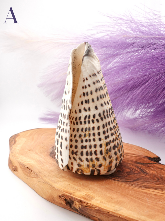 Lettered Snail Shell Option A on wooden display stand