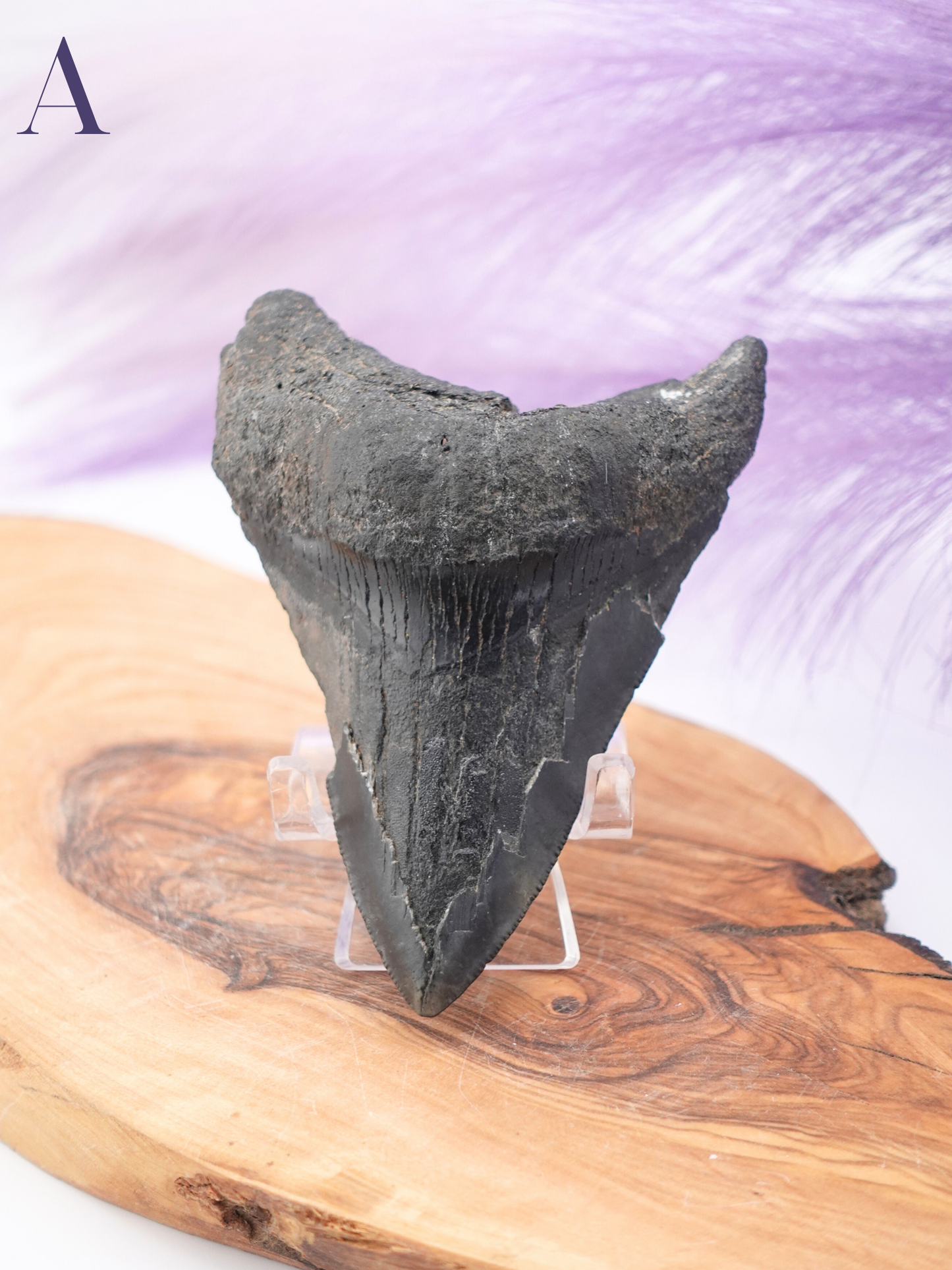 Megalodon Tooth