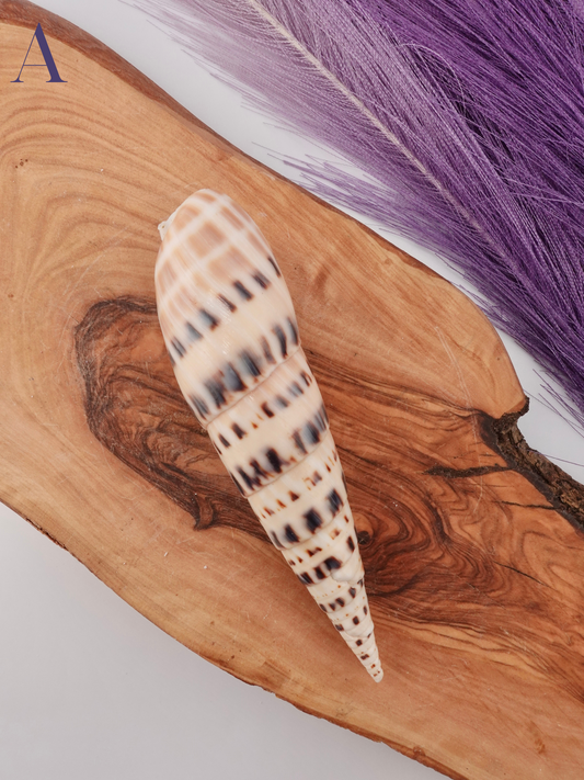 Marlin spike shell option A on a wooden display stand