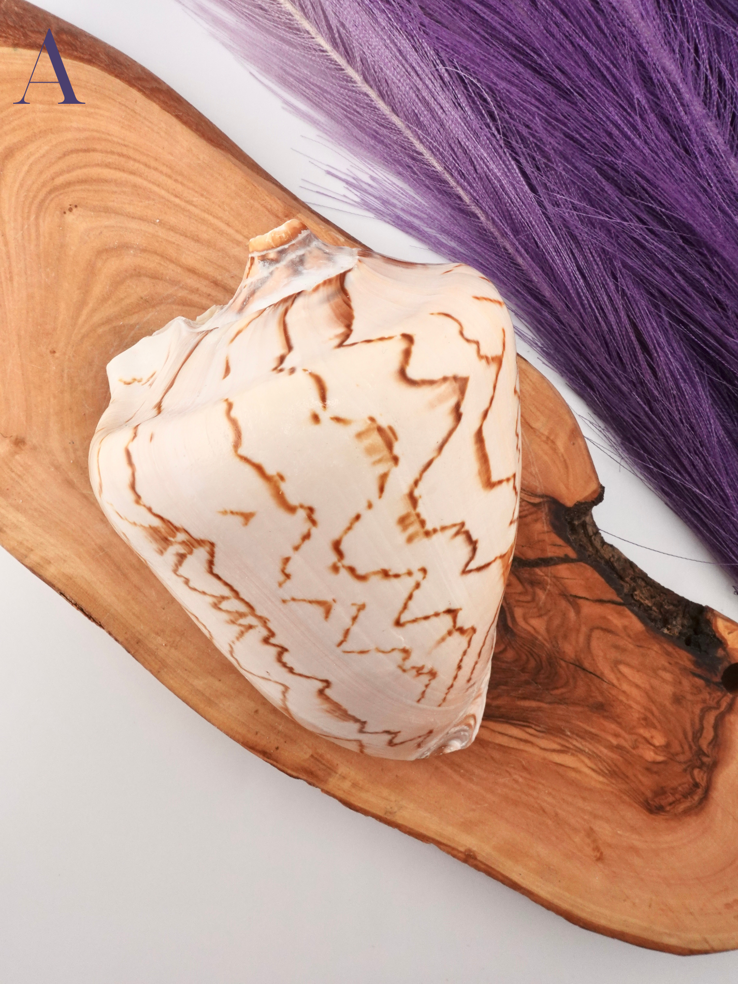 Noble Volute Shell Option A on a wooden display stand