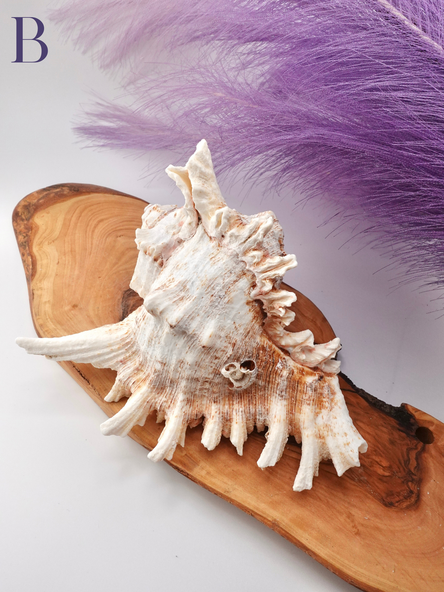 Murex Shell
