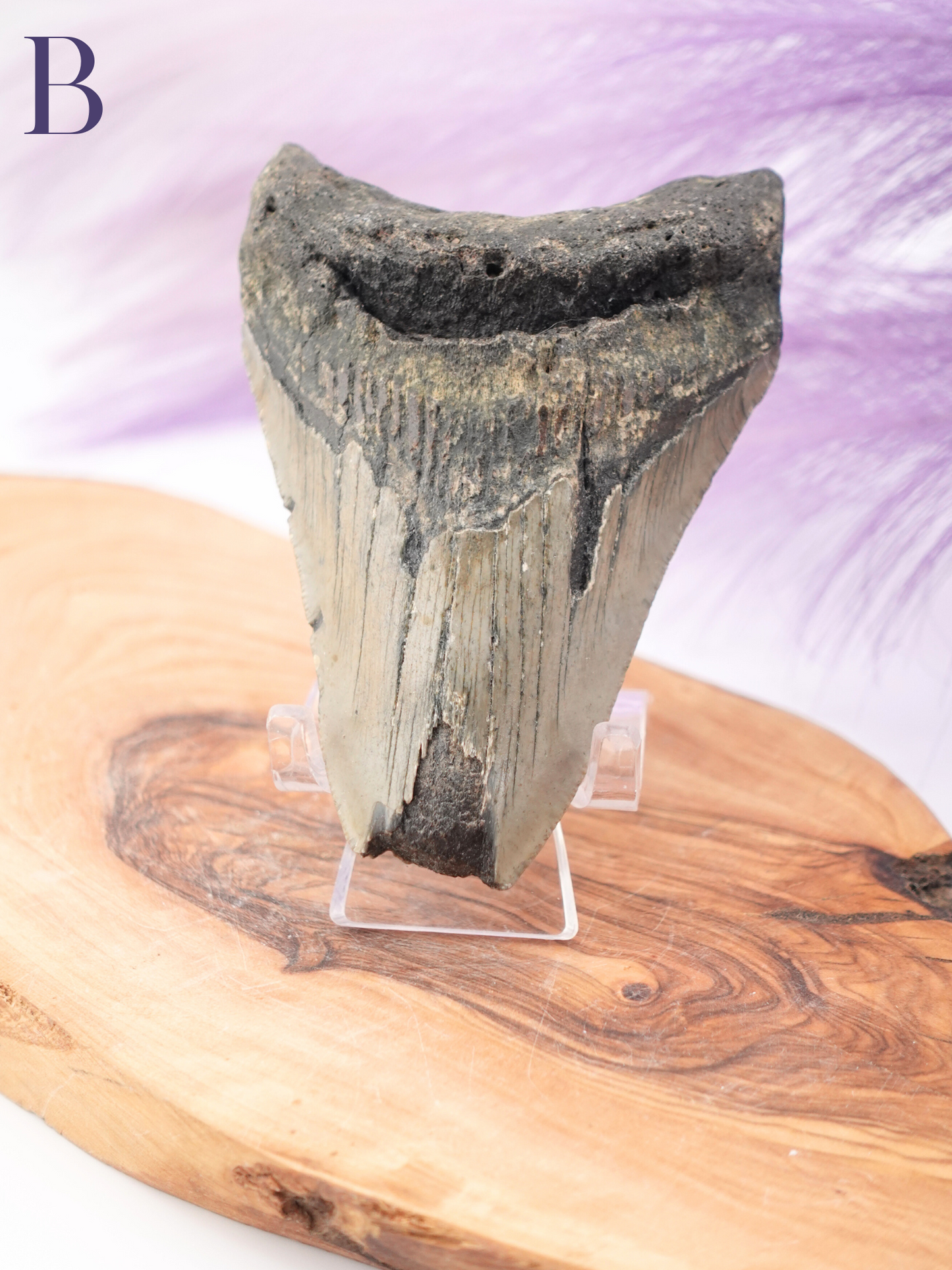 Megalodon Tooth