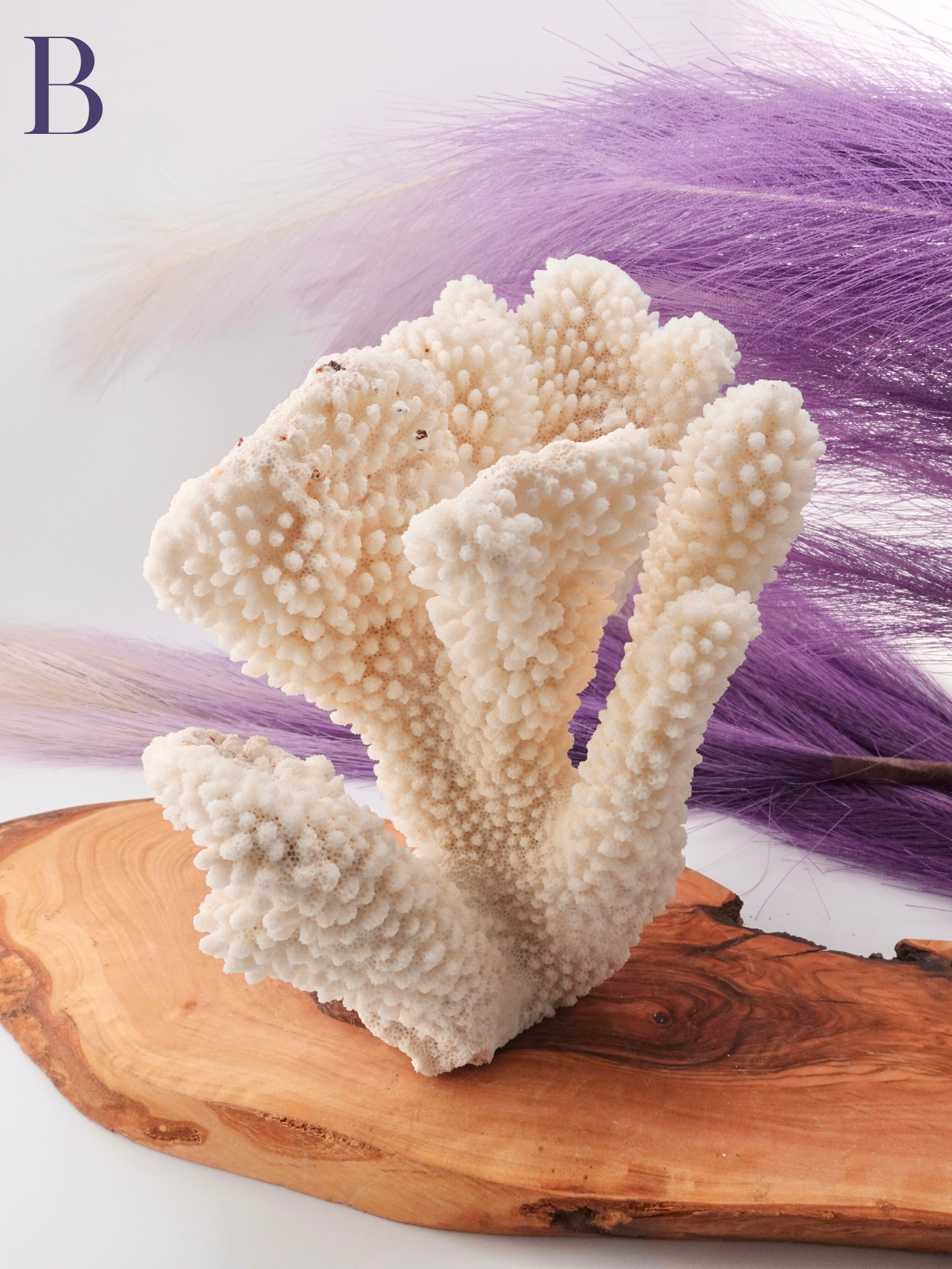 Coral Specimen on Wood decor with purple decor in background