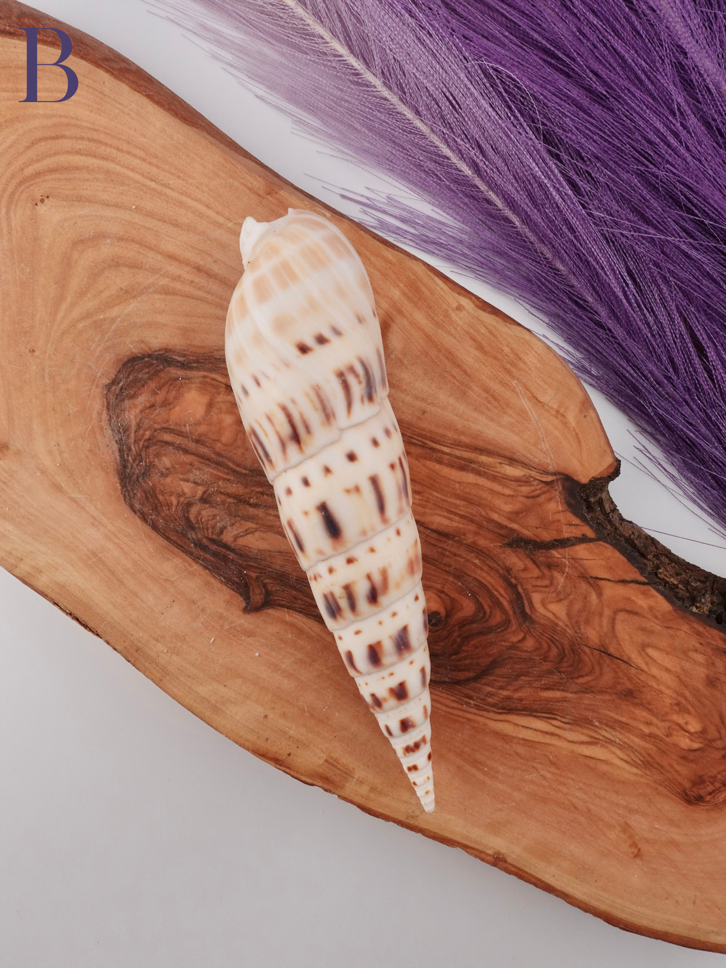 Marlin spike shell option B on a wooden display stand