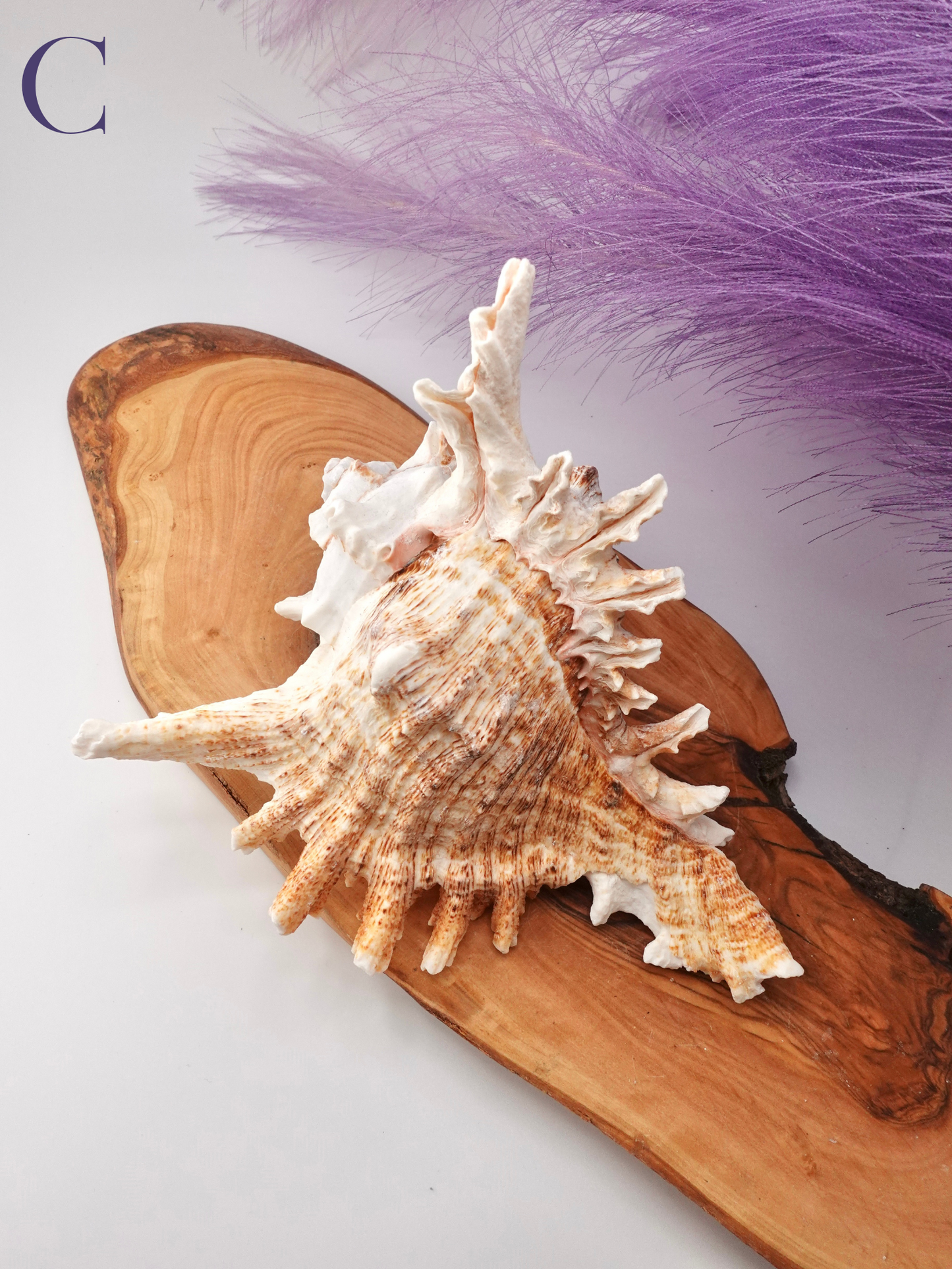 Murex Shell