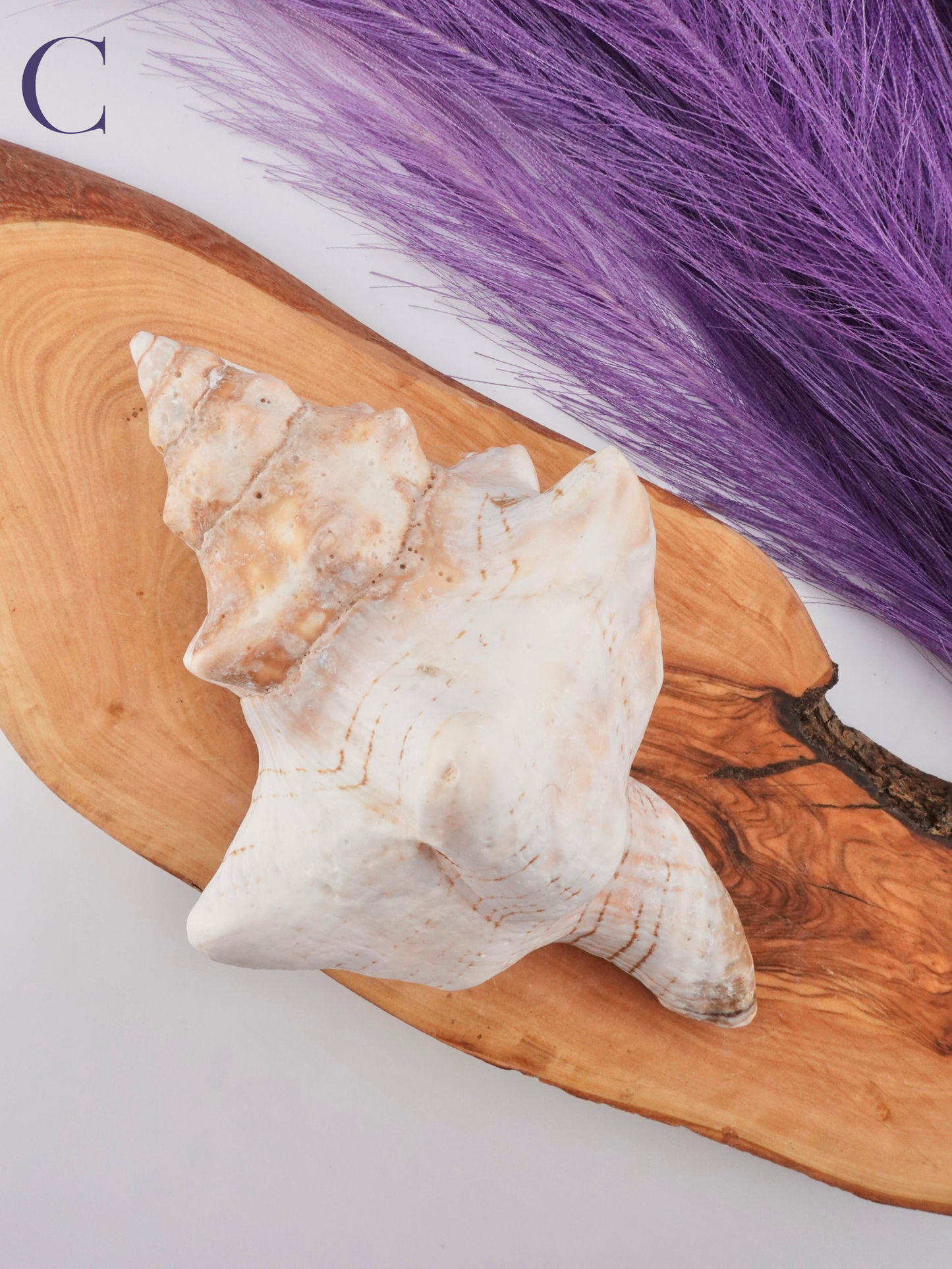 Conch shell Option C on wooden display stand