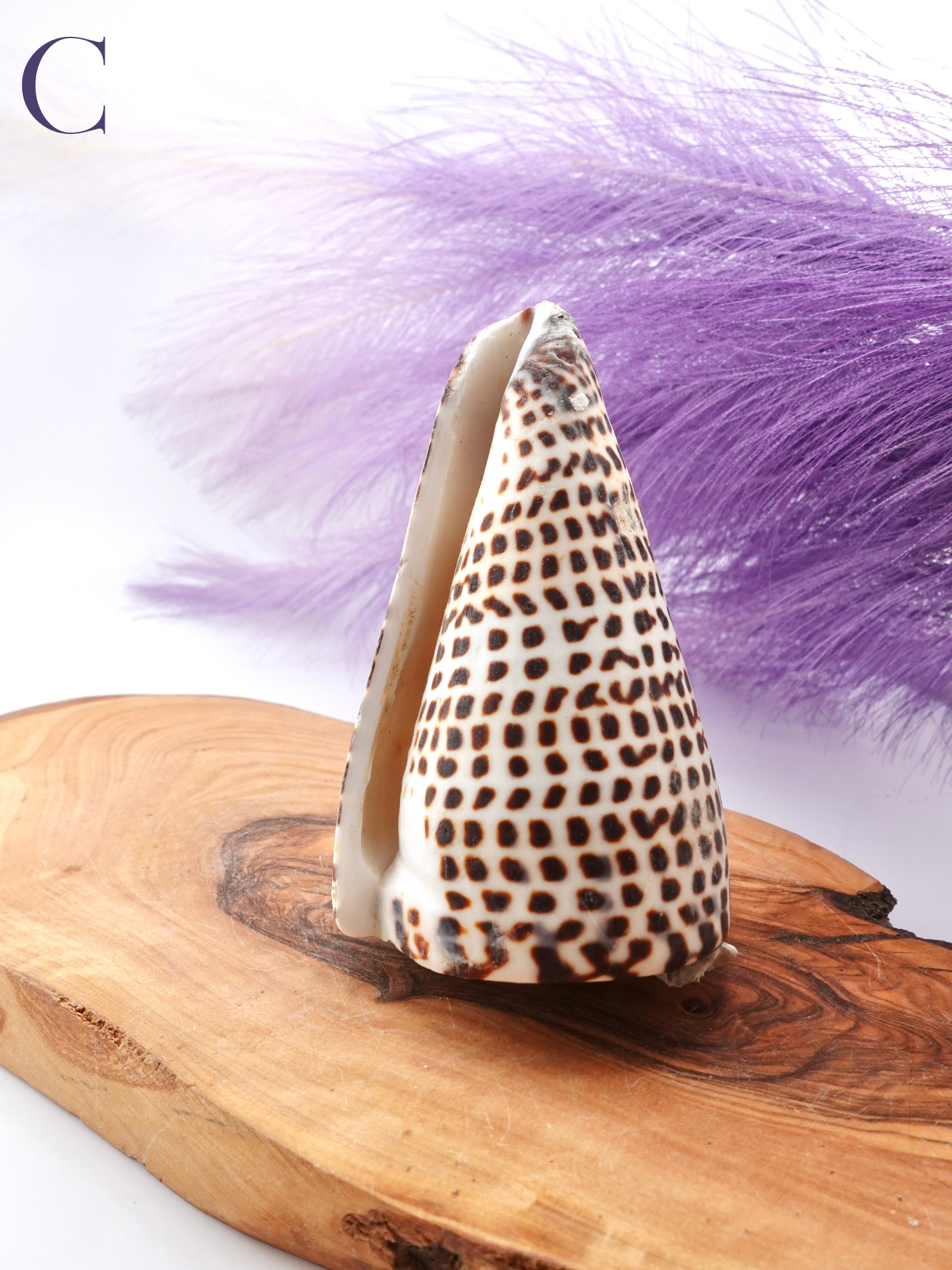 Lettered Snail Shell Option C on wooden display stand