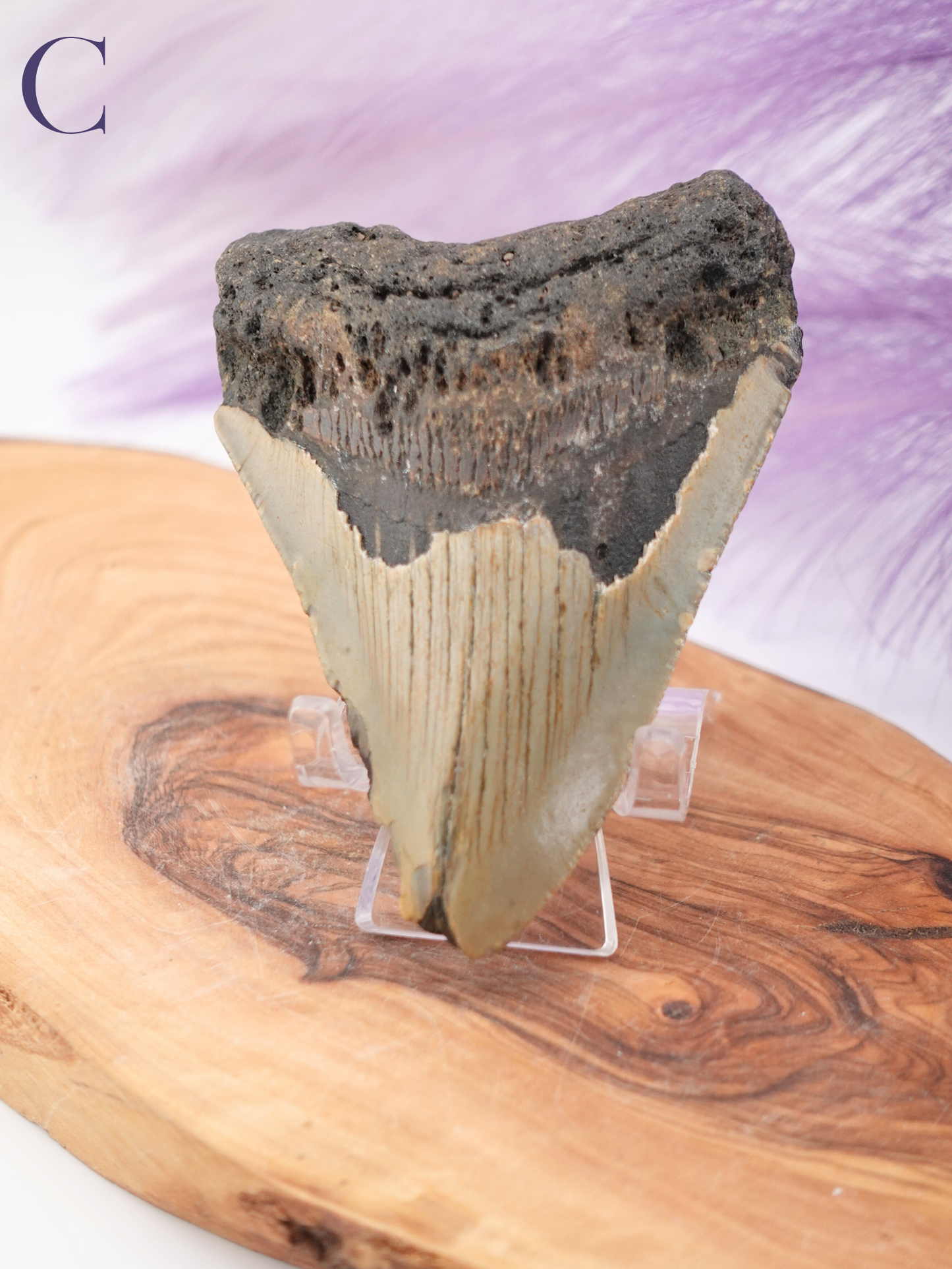 Megalodon Tooth