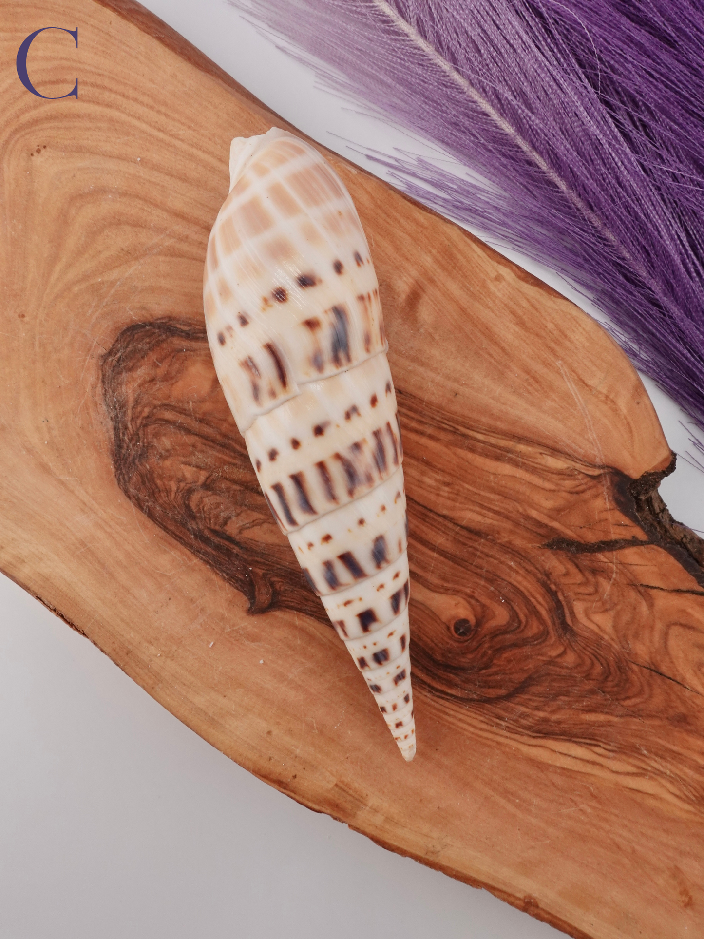 Marlin spike shell option C on a wooden display stand