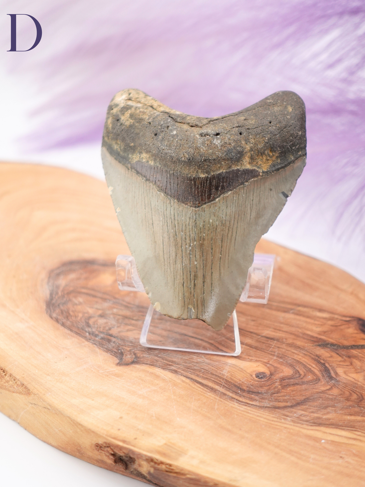 Megalodon Tooth
