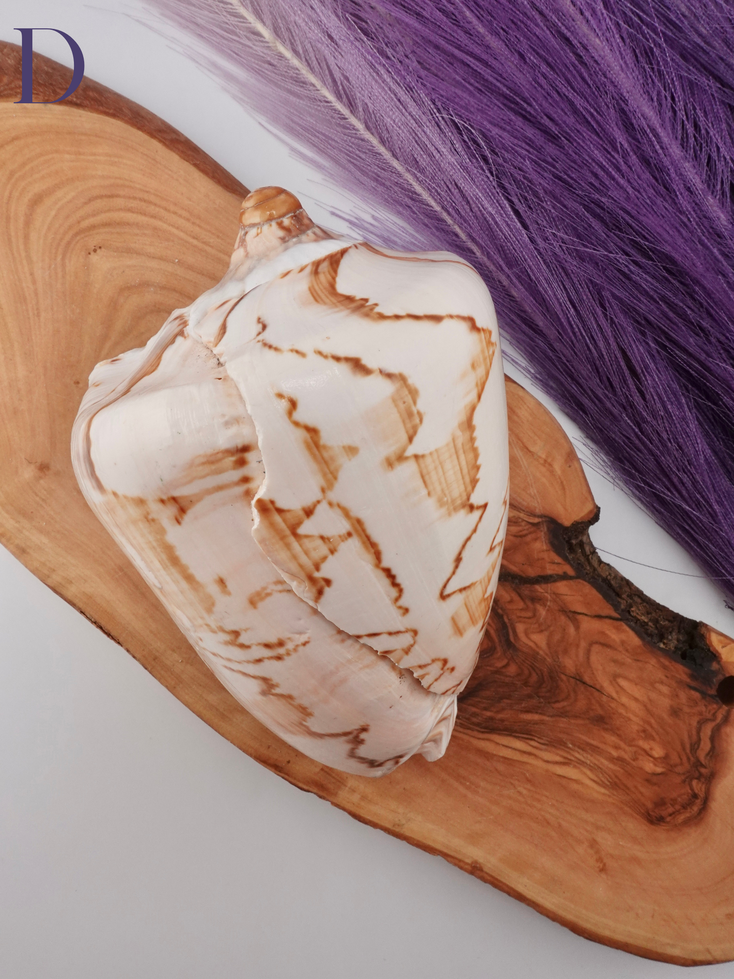 Noble Volute Shell Option D on a wooden display stand