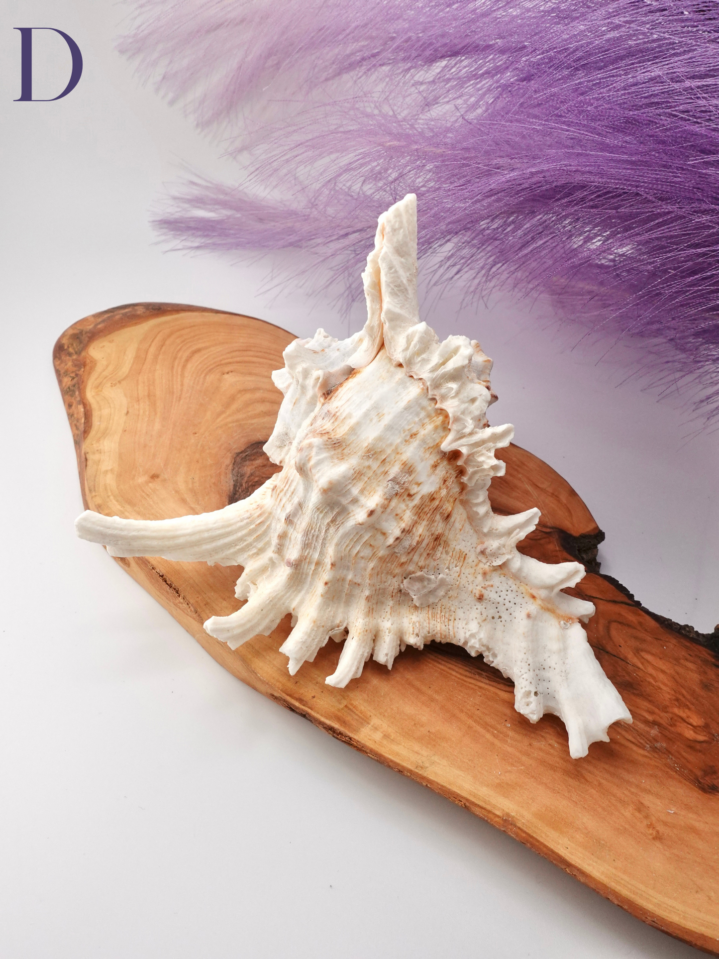 Murex Shell