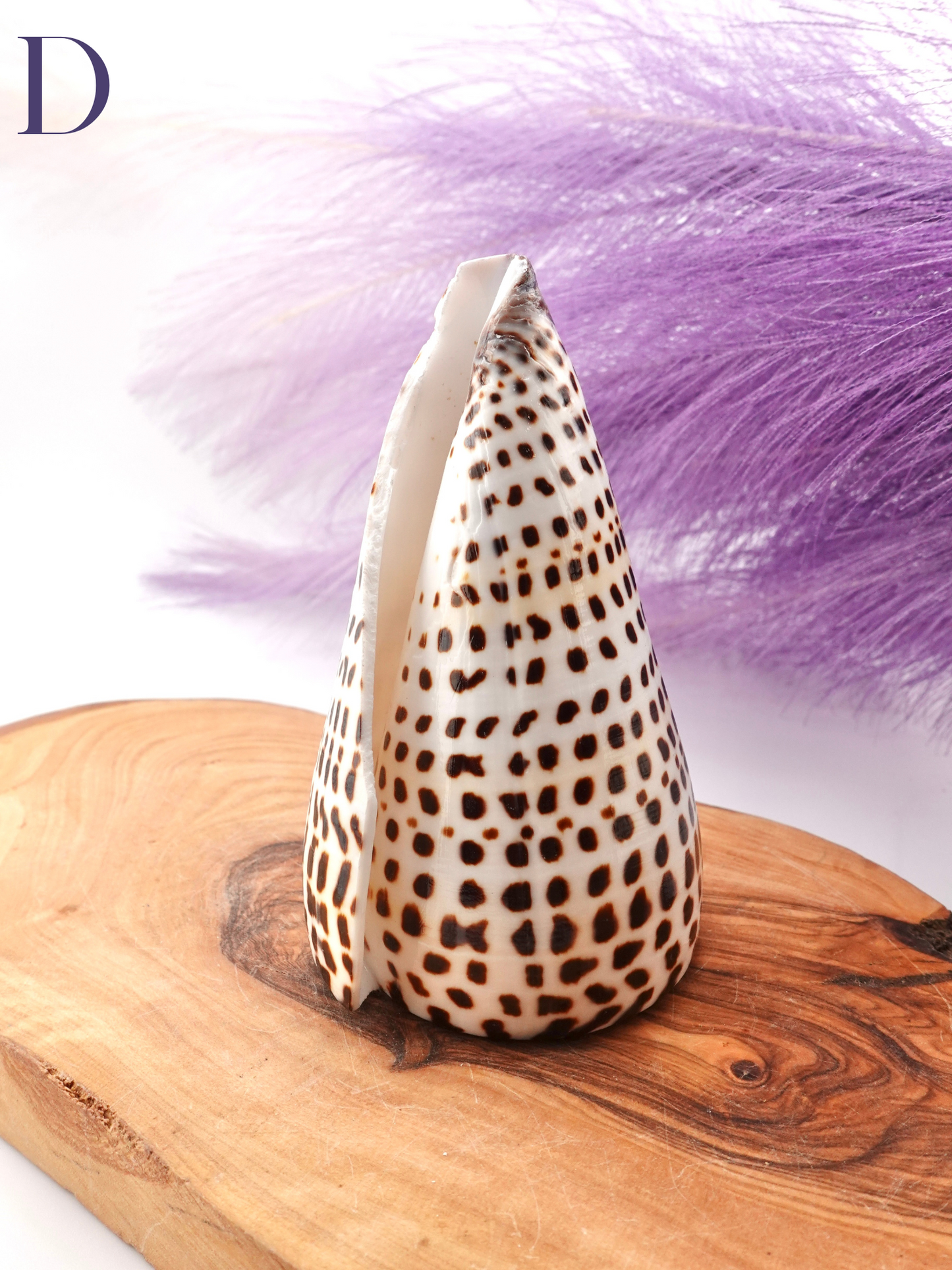 Lettered Snail Shell Option D on wooden display stand
