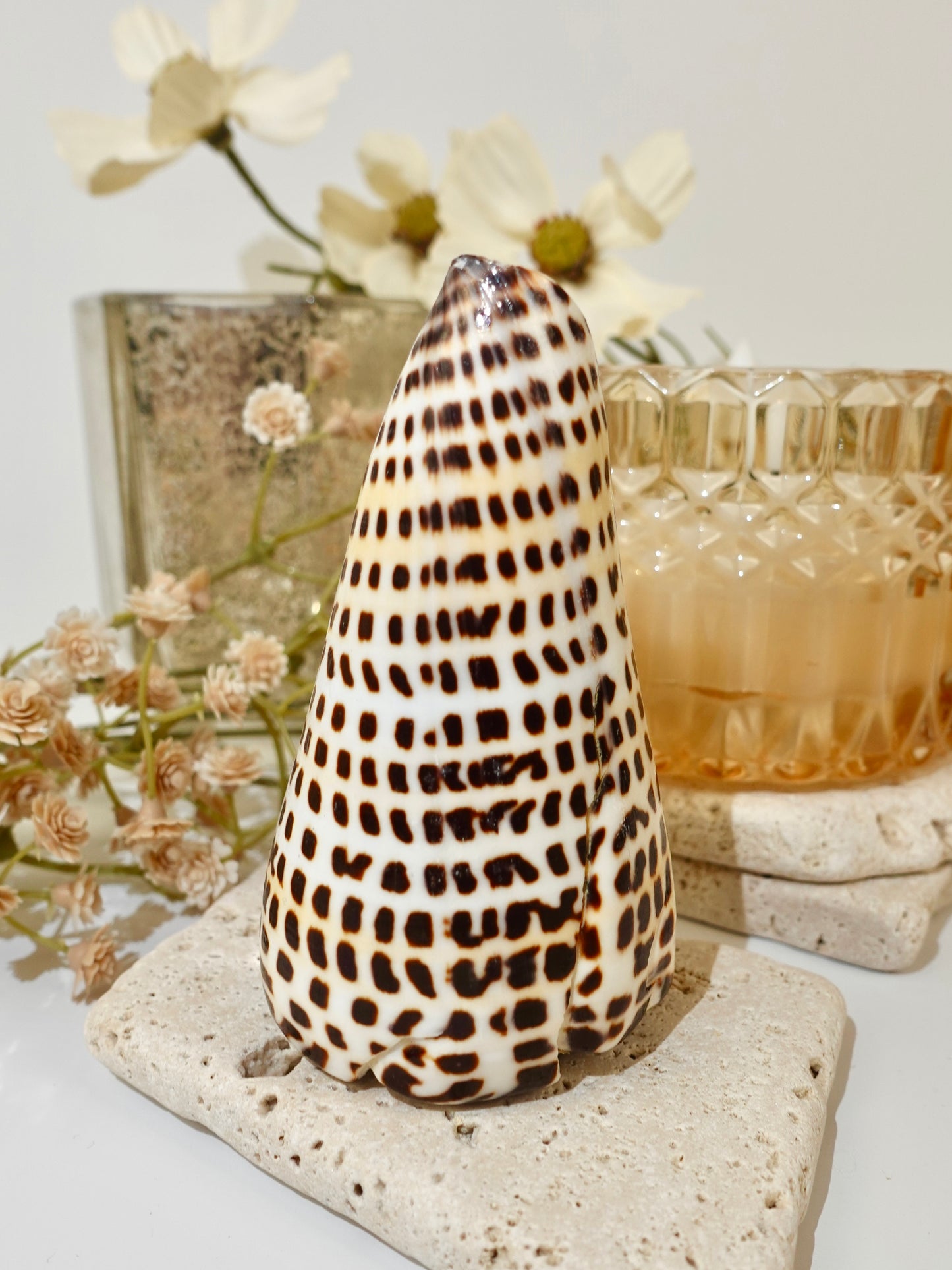 Lettered Snail Shell