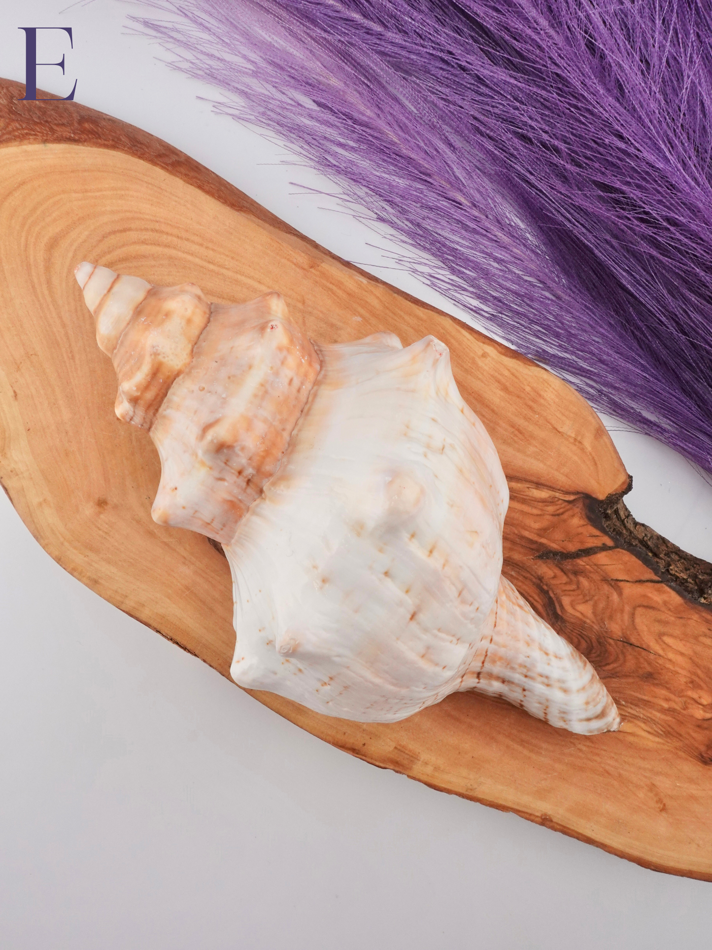 Conch shell Option E on wooden display stand