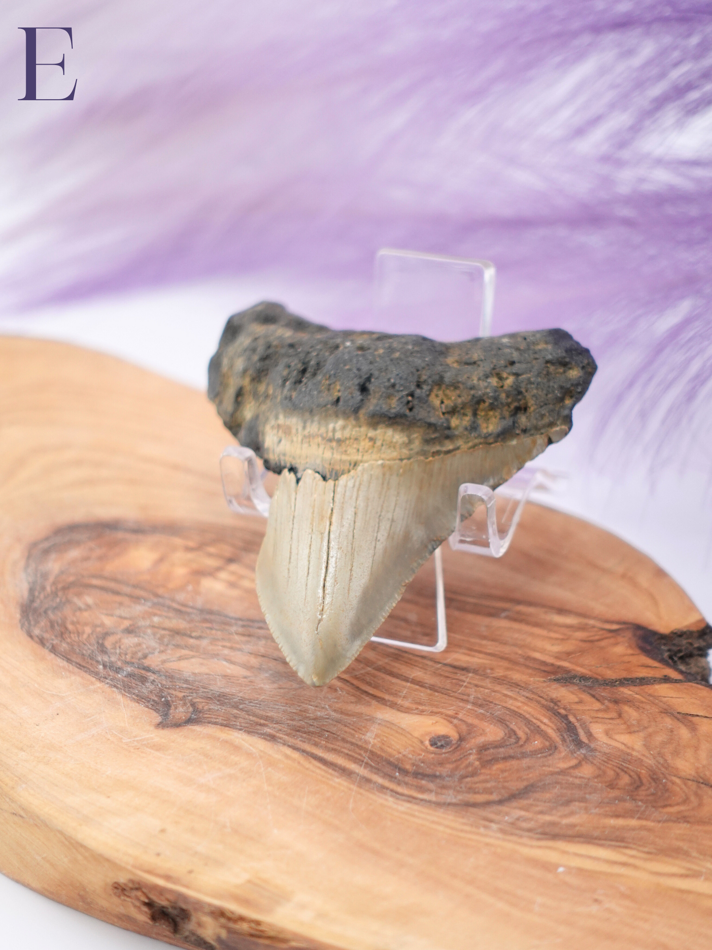 Megalodon Tooth