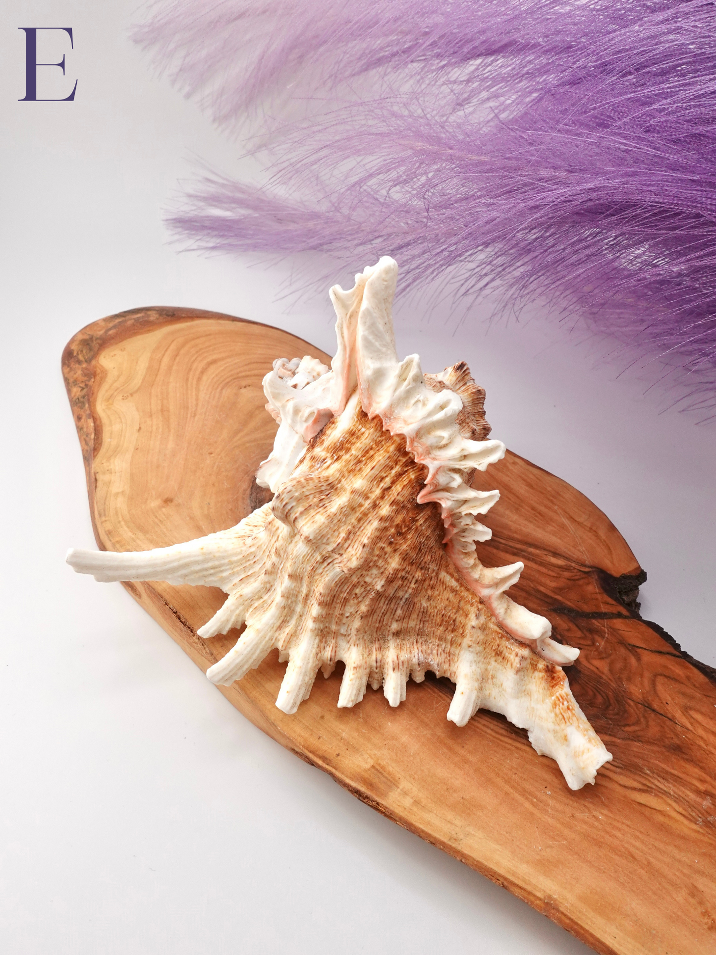 Murex Shell