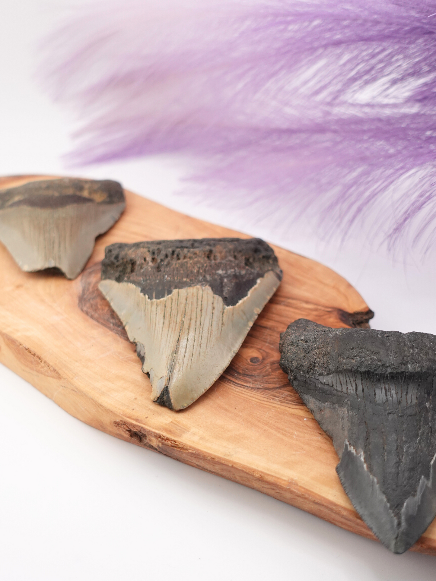 Megalodon Tooth
