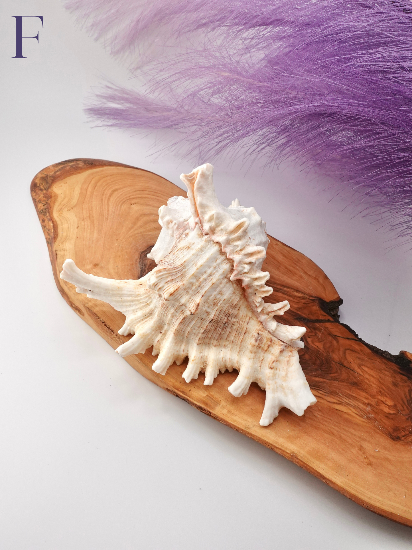 Murex Shell