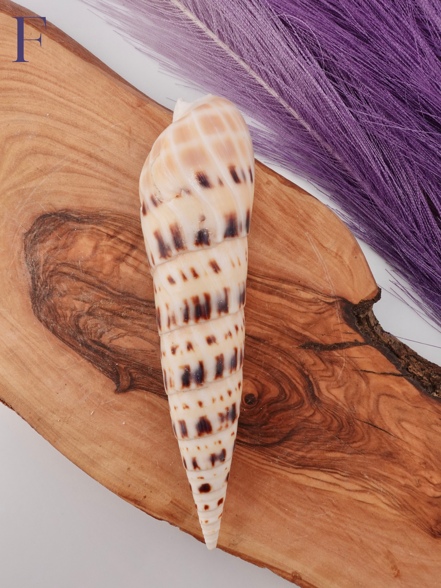 Marlin spike shell option F on a wooden display stand