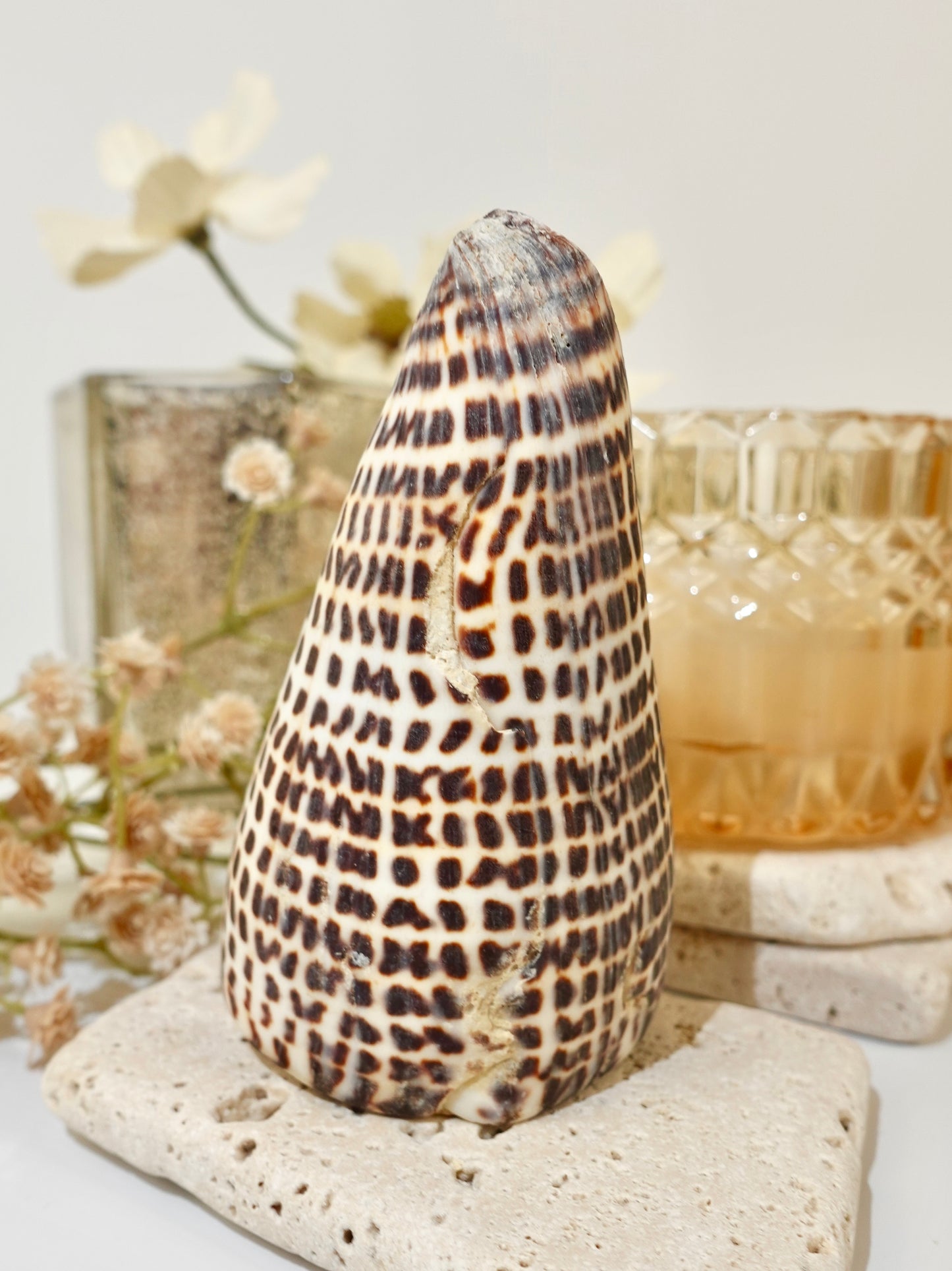 Lettered Snail Shell