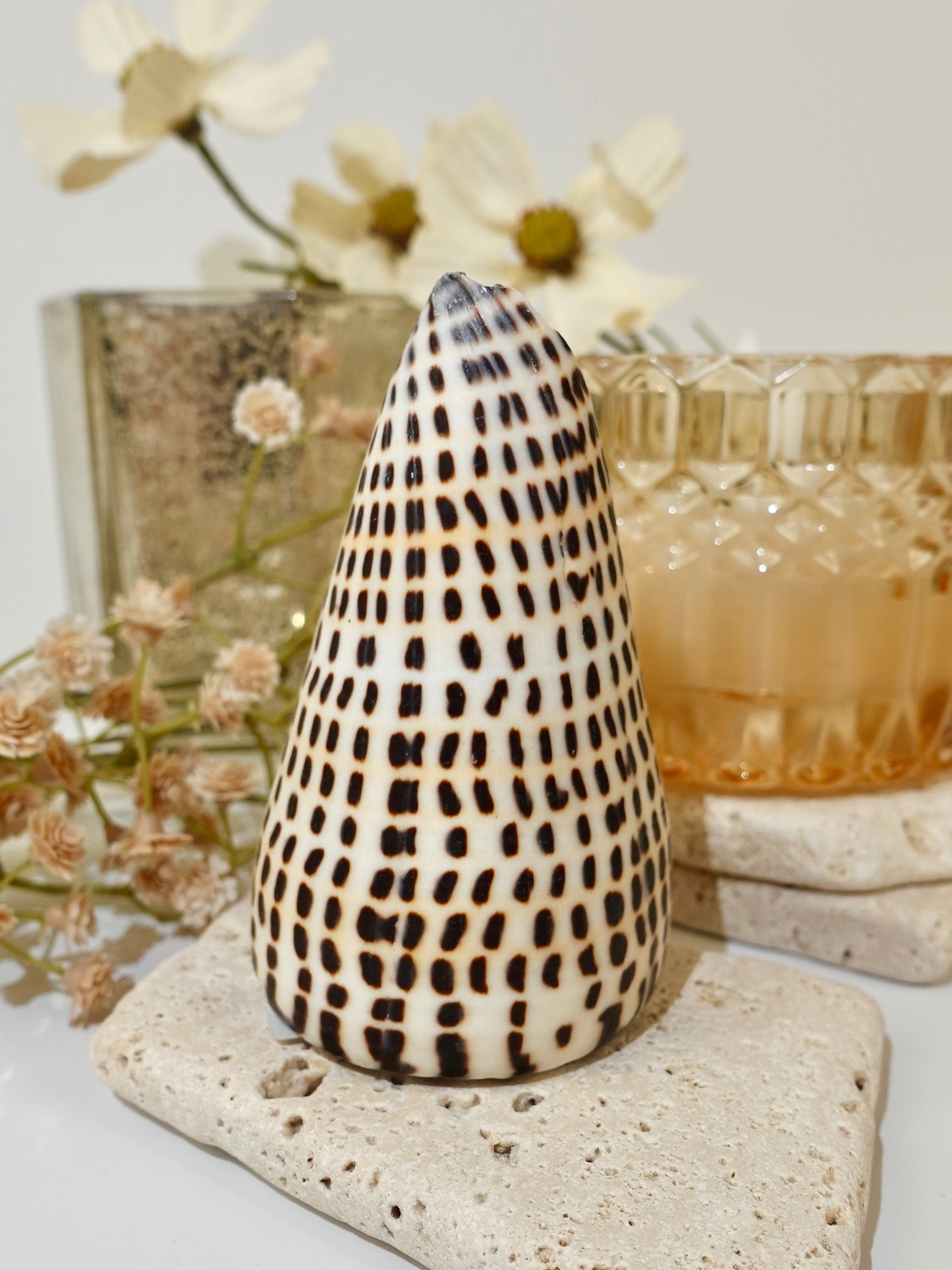 Lettered Snail Shell