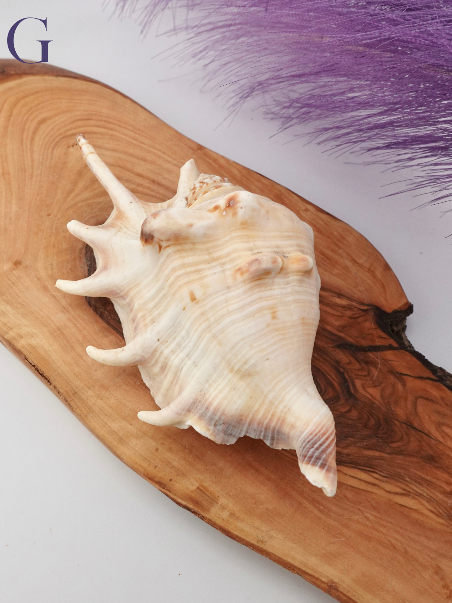 Spider Conch shell option G on a wooden display stand
