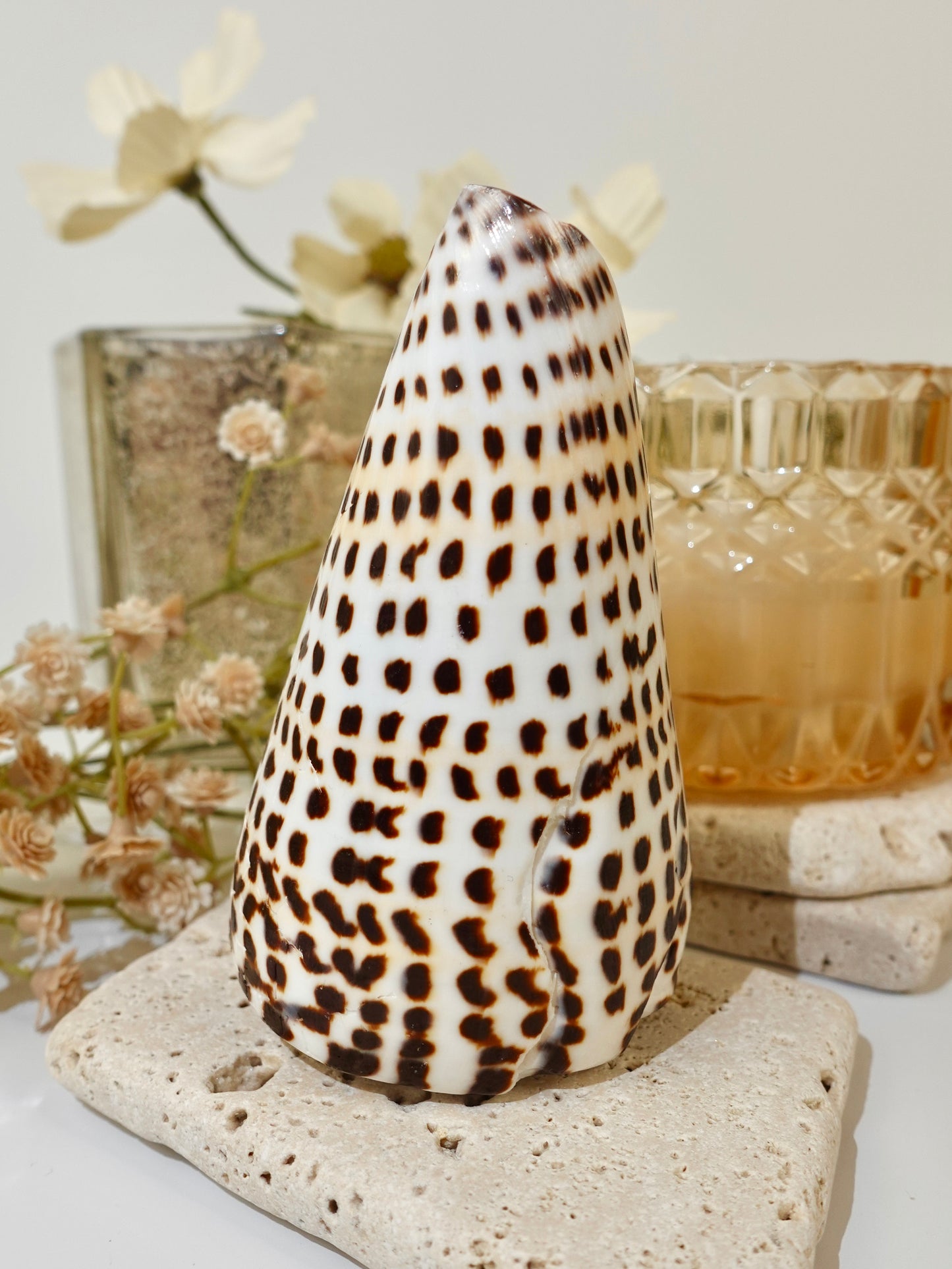 Lettered Snail Shell