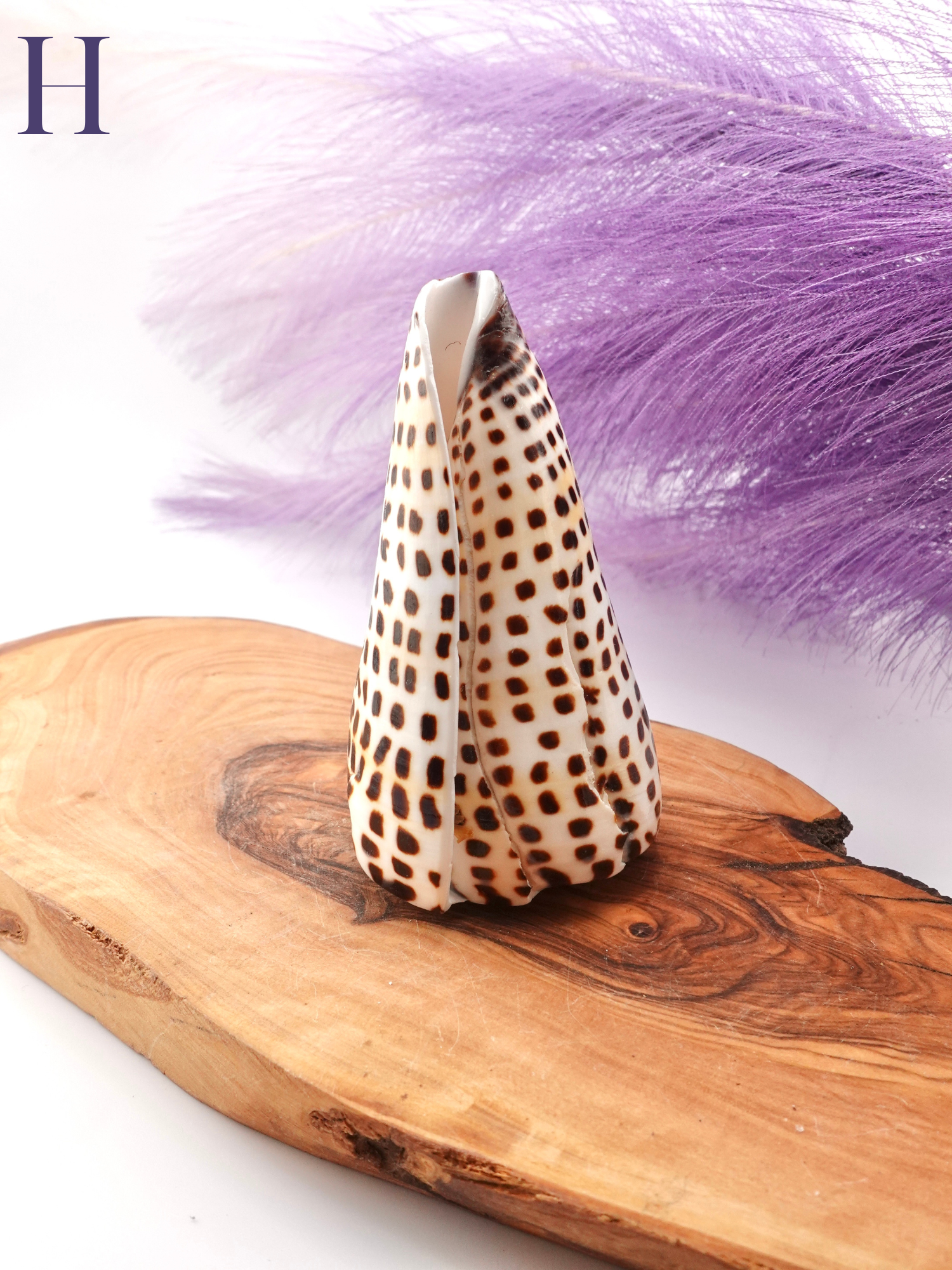 Lettered Snail Shell Option H on wooden display stand