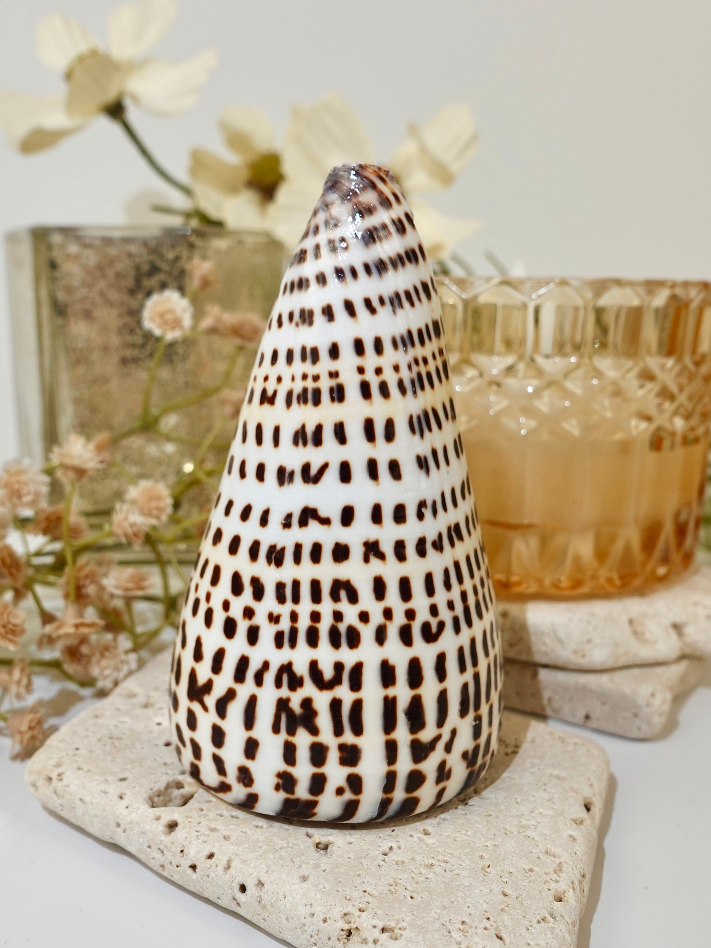 Lettered Snail Shell