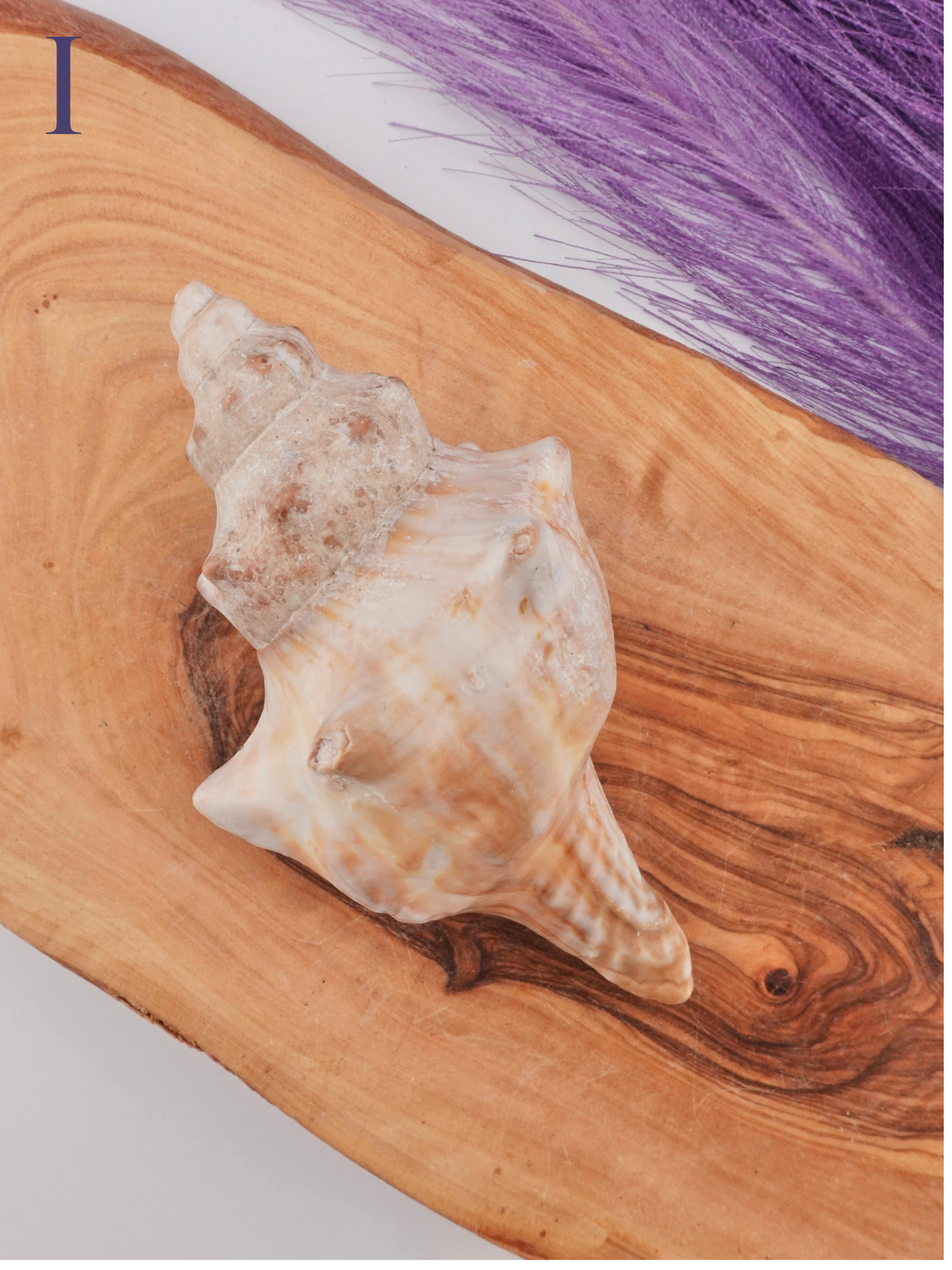 Conch shell Option I on wooden display stand