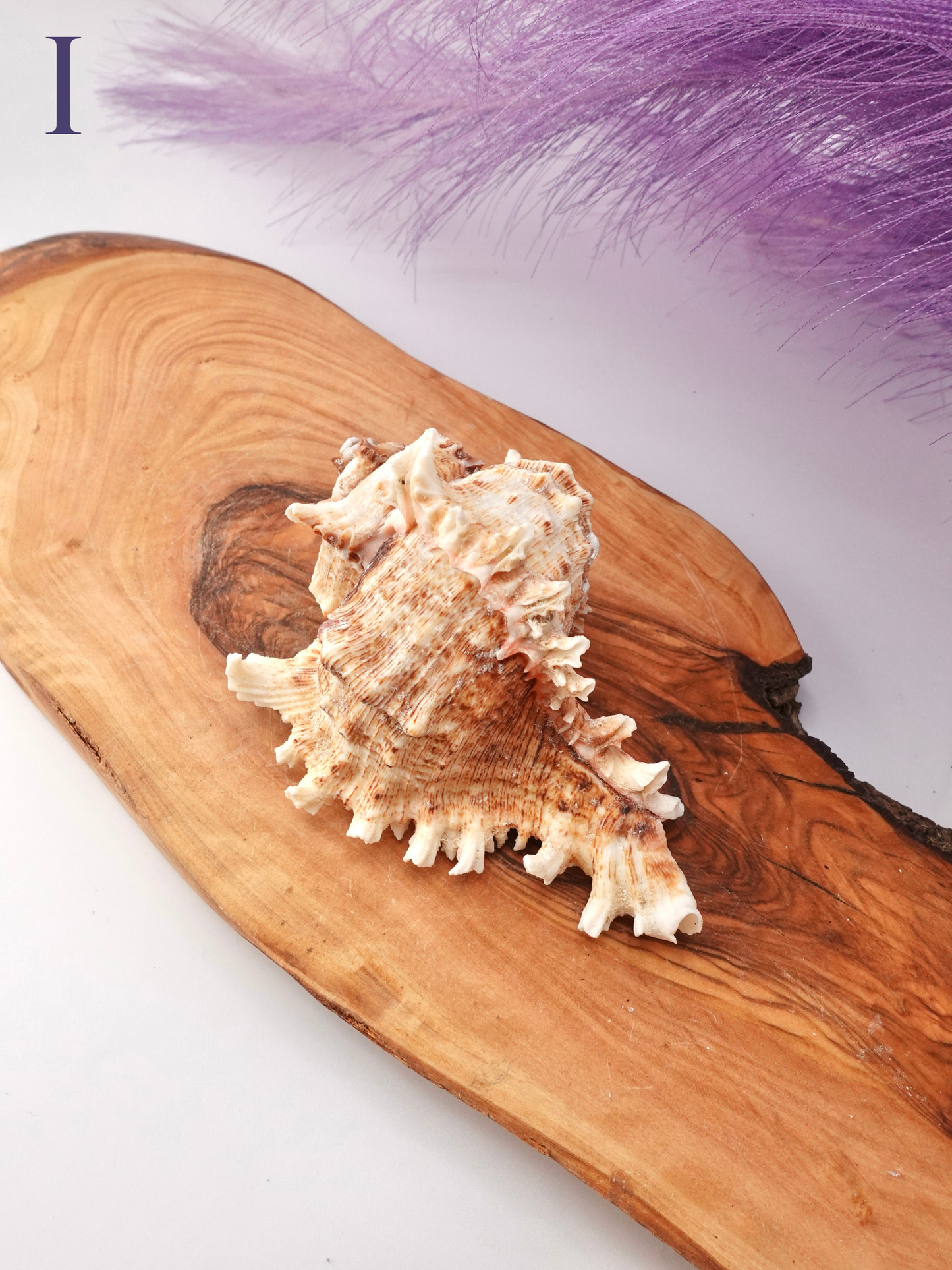 Murex Shell