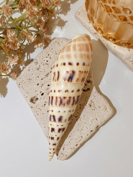 Marlin Spike Shells
